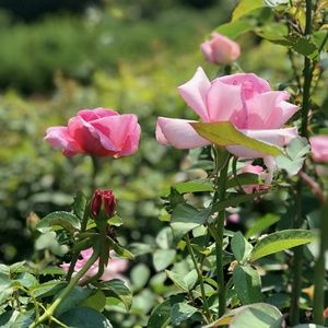 Meet your Posher, Tyler